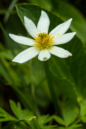 Mountain Marsh Marigold - Caltha leptosepala