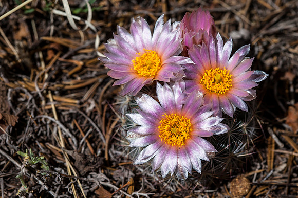 Mountain Ball Cactus - Pediocactus simpsonii
