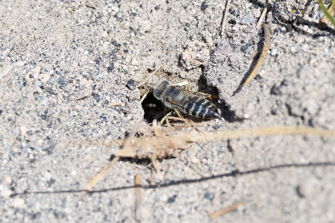 Sand wasp (Bembix americana) digging a hole in Shoshone Geyser B