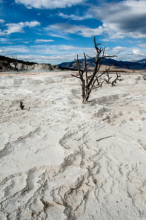Travertine Tree