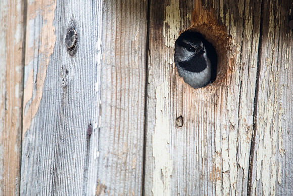 Mountain Chickadee - Poecile gambeli