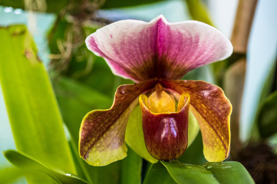 Paphiopedilum sp