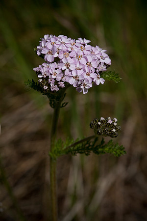 Northern Yarrow - Achillea borealis