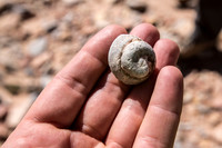 Butler Wash Fossil