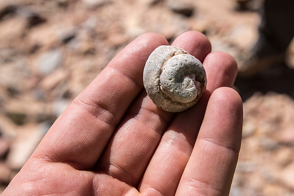 Butler Wash Fossil