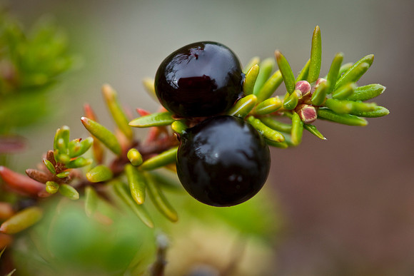 Crowberry