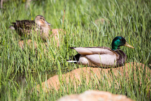Mallards - Anas platyrhynchos