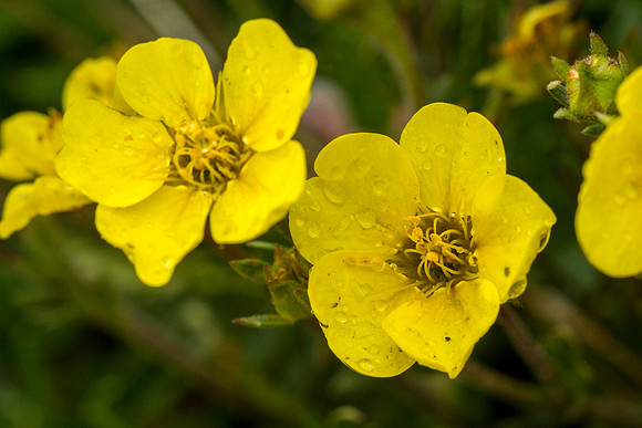 Yellow Avens - Geum aleppicum