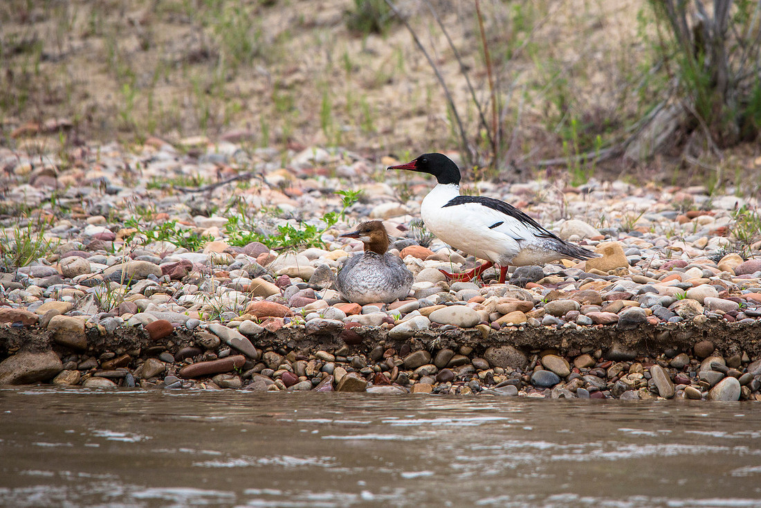 Common Merganser - Mergus merganser