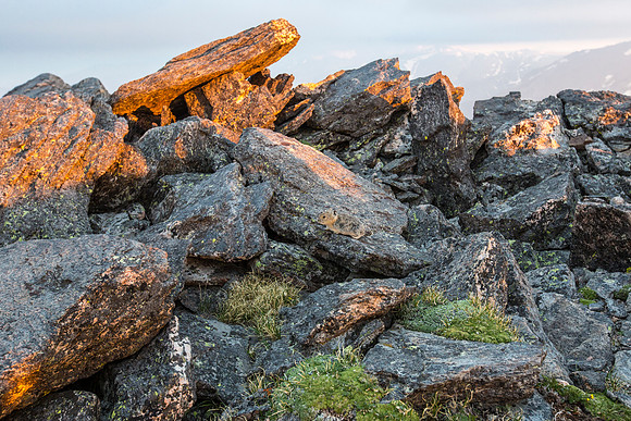 Pika in the Boulder Field