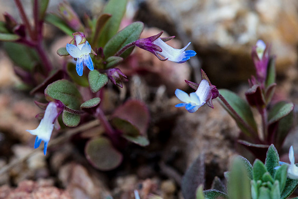 Blue-eyed Mary - Collinsia parviflora