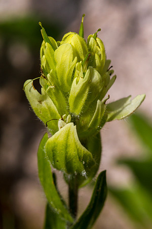 Western Yellow Paintbrush - Castelleja occidentalis
