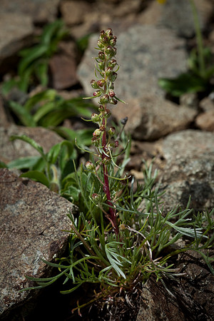 Forked Wormwood - Artemisia furcata