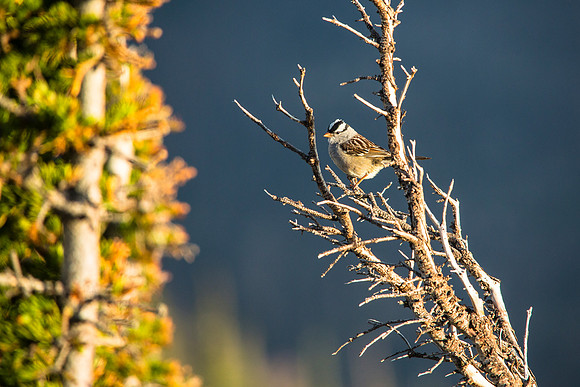 White-crowned Sparrow - Zonotrichia leucophrys