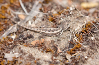 20190320-Australia-0017