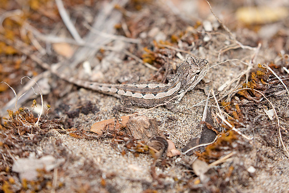 20190320-Australia-0017