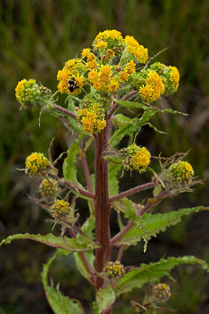 Mastodon Flower - Senecio congestus