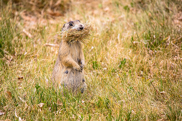 Gathering Nest Materials