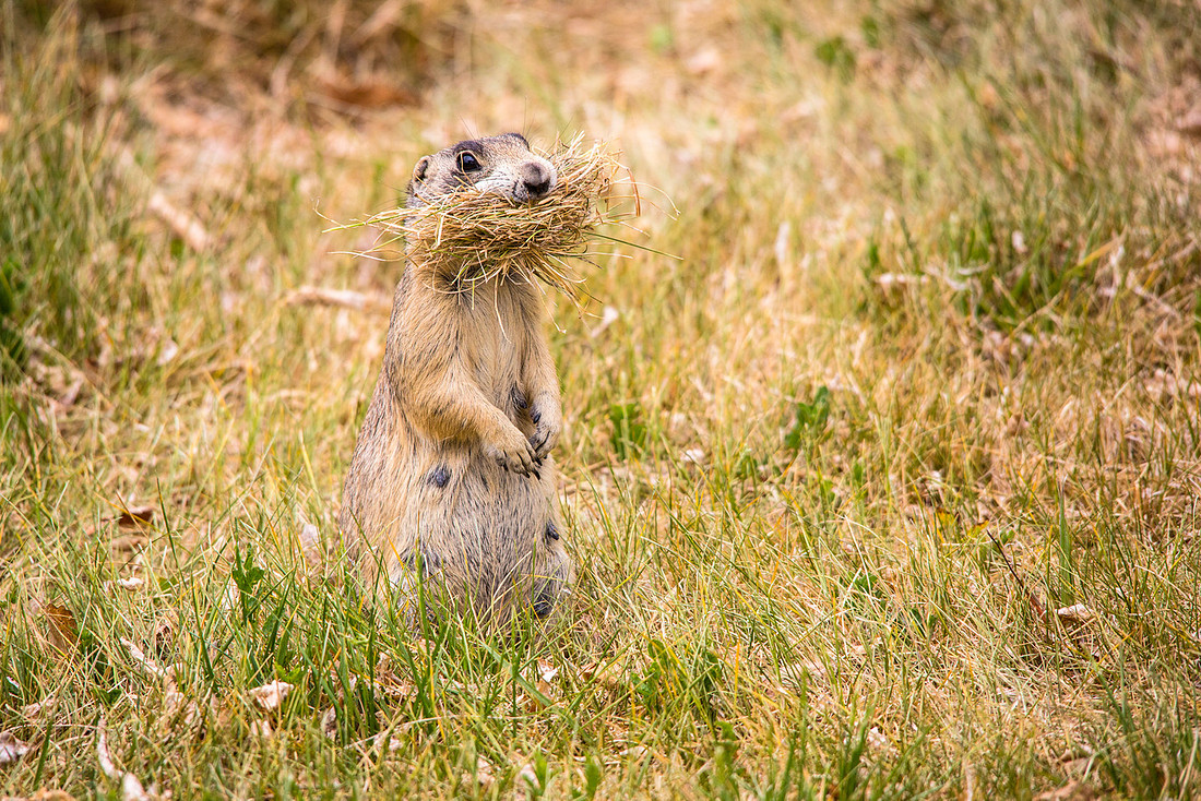 Gathering Nest Materials