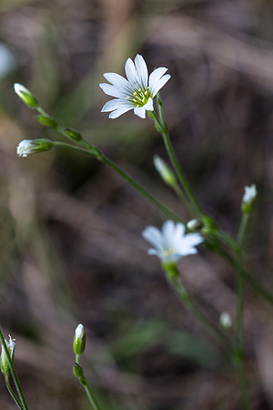 Long Stalked Starwort - Stellaria longipes