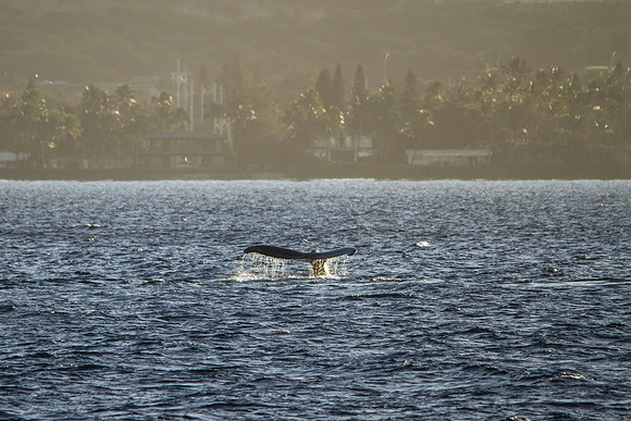 Humpback Whale