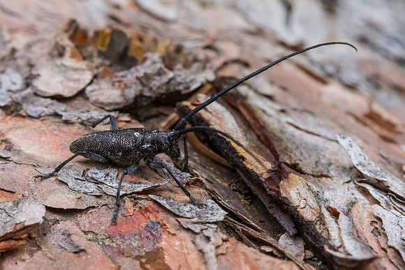 Coleoptera bBeetle