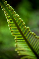Fern Leaf