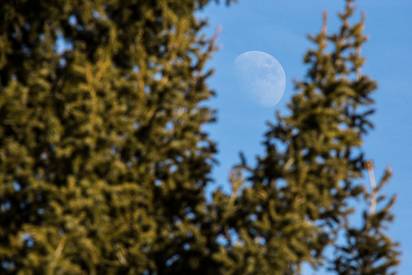 Moon Through the Trees