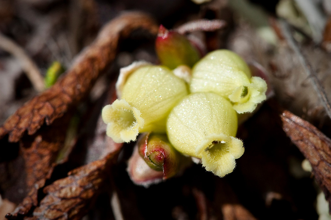 Alpine Bearberry - Arctostaphylos alpina