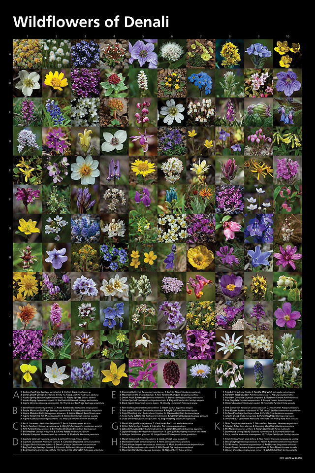 Wildflowers of Denali