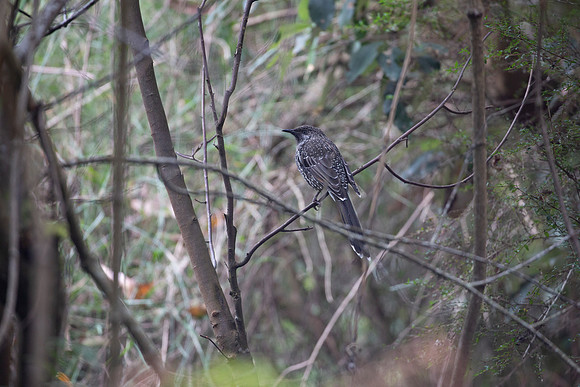 20190312-Australia-2284
