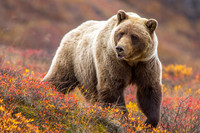 denali