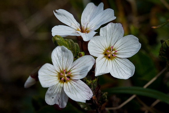 Tuberous Spring Beauty - Claytonia tuberosa