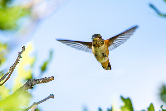 Female Rufous Hummingbird