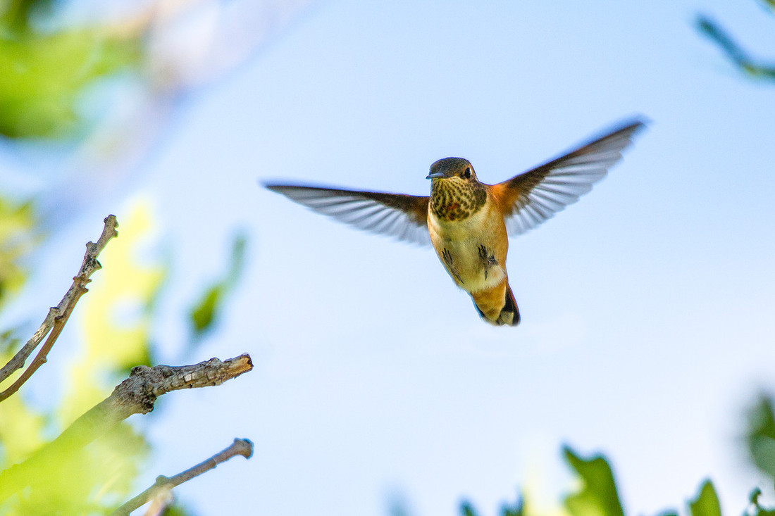 Female Rufous Hummingbird