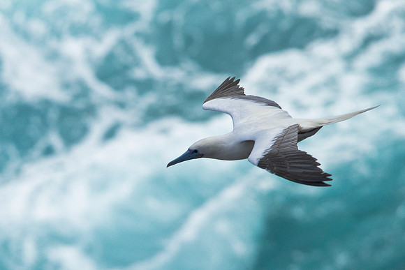 Red-footed Boobie (2)