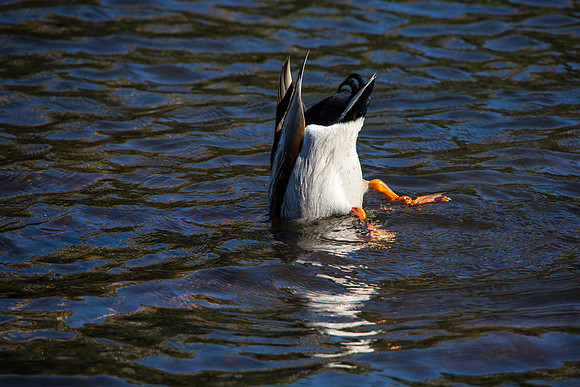 Mallard Diving - Anas platyrhynchos