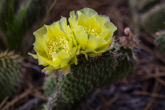 Plains Pricklypear - Opuntia polyacantha