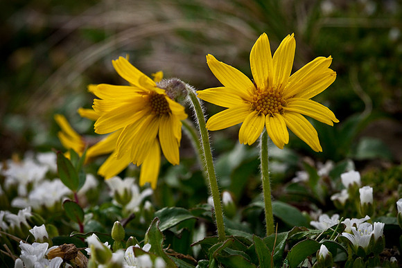Lessings Arnica - Arnica lessingii