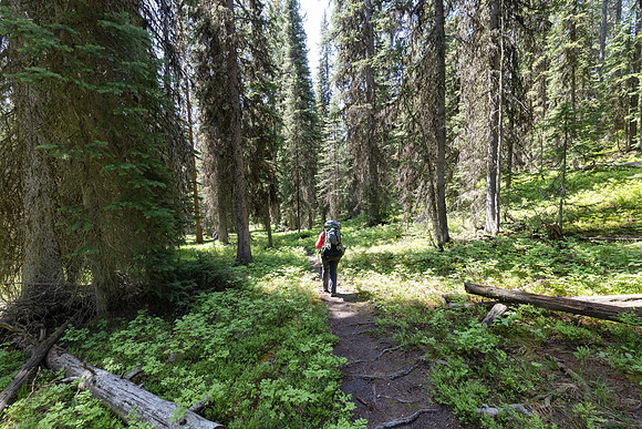 Backpacker along the North Shore Shoshone Lake Trail (2)