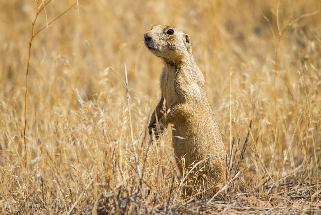 Prairie Dog