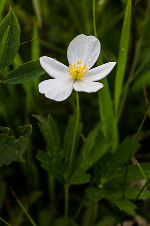 Northern Anemone - Anemone parviflora