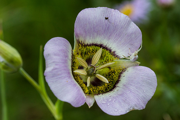 Gunnison's Mariposa Lily - Calochortus gunnisonii (with Spider)