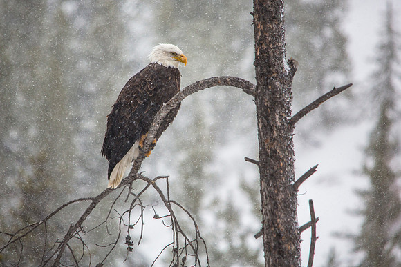 Bald Eagle - Haliaeetus leucocephalus