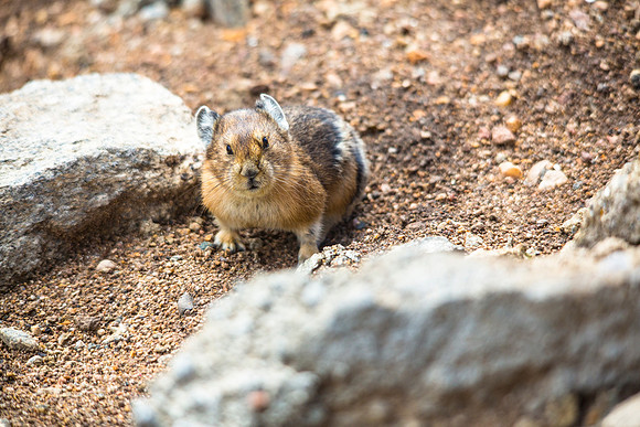 Curious Pika