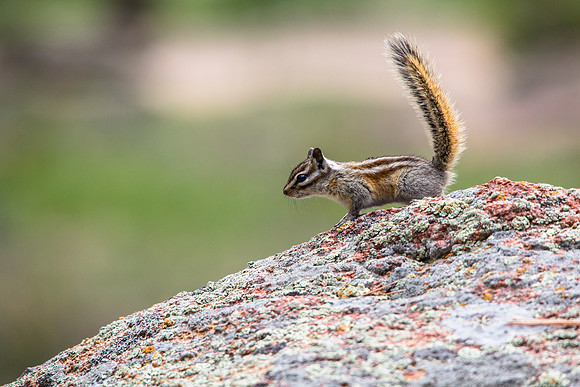 Chipmunk Profile