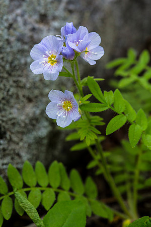 Showy Jacob's Ladder - Polemonium pulcherrimum