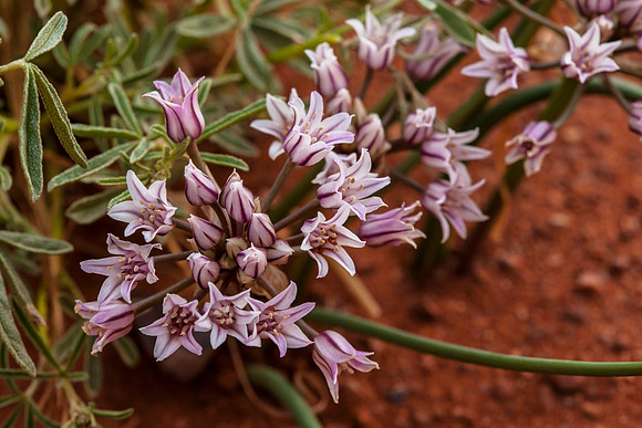San Juan onion - Allium macropetalum
