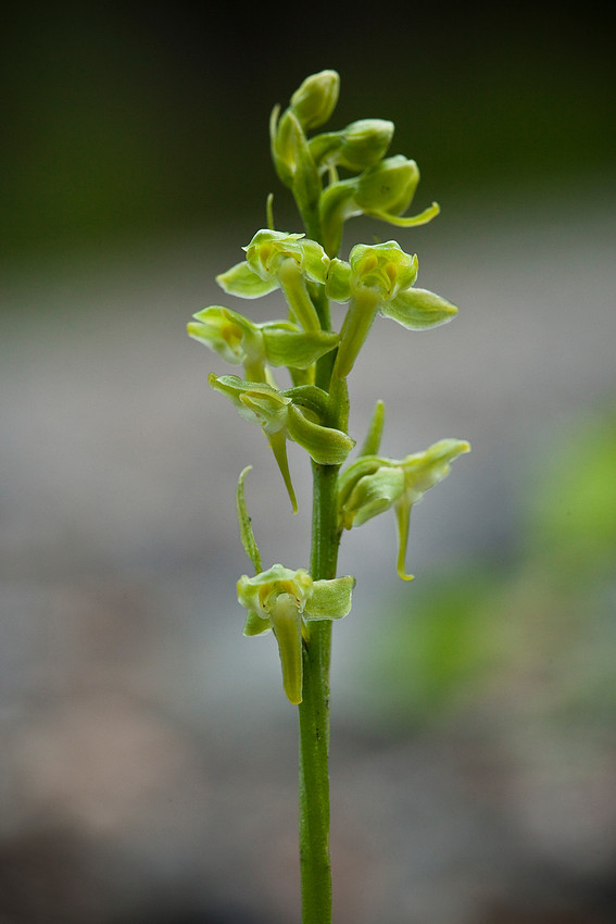 One-leaf Rein Orchid (zoom) - Platanthera obtusata