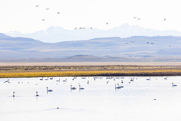 Trumpeter swans and other waterfolw congregate on Red Rock Creek